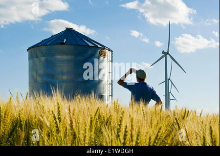 Un uomo si affaccia sulla maturazione di un campo di grano con un serbatoio granella turbine eoliche in background nei pressi di San Leon Manitoba Canada Foto Stock