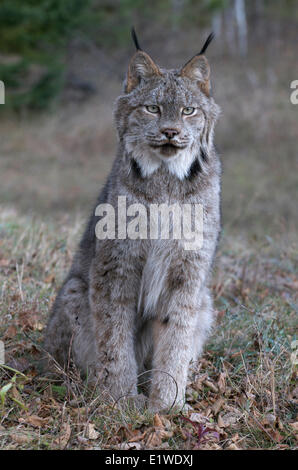 Il Lynx di Canada seduta nel prato. (Lynx canadensis), Minnesota, Stati Uniti d'America Foto Stock