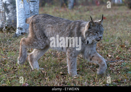 Il Lynx di Canada camminando attraverso la tarda estate graminacee. (Lynx canadensis), Minnesota, Stati Uniti d'America Foto Stock