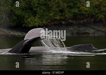 Due balene Humpack (Megaptera novaengliae) che viaggia lungo la British Columbia costa grande orso Rainforest British Foto Stock