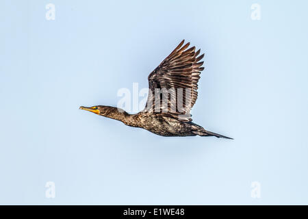 Double-crested cormorano (Phalacrocorax auritus) cattura in volo, Carsland Weir, Alberta, Canada Foto Stock