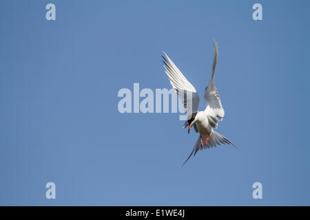 Forster's Tern (sterna forsteri) volare lontano con la cattura. Johnson Isola, Alberta, Canada Foto Stock