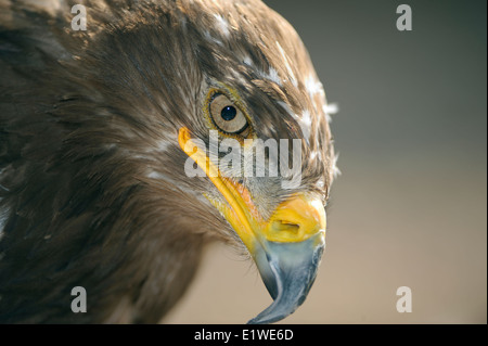Close-up verticale di una steppa eagle Foto Stock