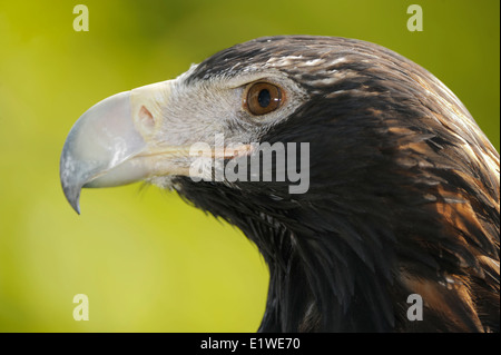 Close-up verticale di un aquila reale Foto Stock