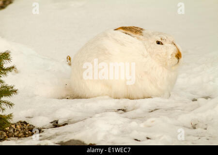 Escursioni con le racchette da neve (lepre Lepus americanus) dormire nella neve, early mornin. Calgary, Alberta, Canada Foto Stock