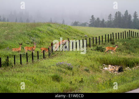 Coda bianca cervo (Odocoileus virginianus) recinto jumping. Kananaskis, Alberta, Canada Foto Stock