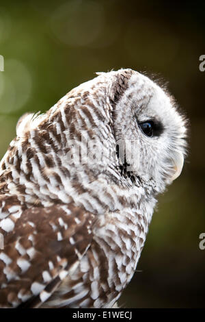 Un sbarrate Allocco (Strix varia) ritratto fotografato durante la metà della giornata la luce. Courtenay Il Comox Valley Vancouver Island British Foto Stock