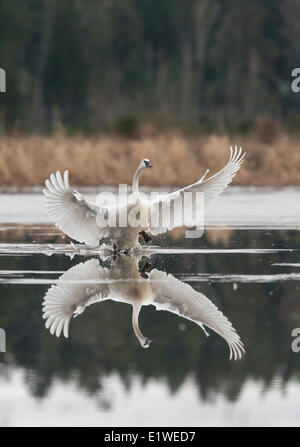 Un Trumpeter Swan della svasatura le sue ali durante un atterraggio su acqua vicino Sieffert's Farm in Comox. Il Comox Comox Valley Vancouver Foto Stock