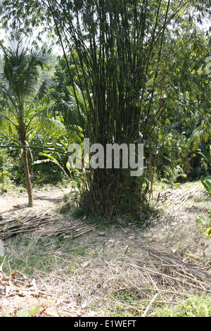 Ingresso della Khao Phra Thaeo National Park, Phuket, Tailandia Foto Stock