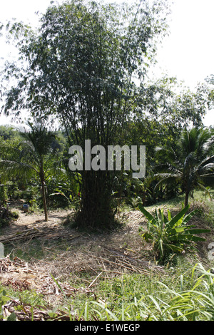 Ingresso della Khao Phra Thaeo National Park, Phuket, Tailandia Foto Stock