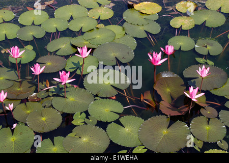 Ingresso della Khao Phra Thaeo National Park, Phuket, Tailandia Foto Stock