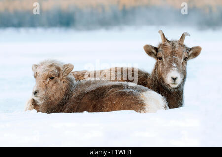 Bighorn, pecora e agnello (Ovis canadensis), con gelo-coperto museruola a -28C, il Parco Nazionale di Jasper, Alberta, Canada Foto Stock