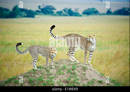 Madre ghepardo (Acinonyx jubatus) yearling prole di caccia un termite mound Masai Mara Game Reserve Kenya Africa orientale Foto Stock