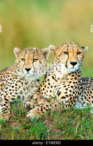 Madre ghepardo (Acinonyx jubatus) yearling prole in appoggio su un tumulo termite Masai Mara Game Reserve Kenya Africa orientale Foto Stock