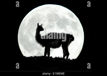 Adulto guanaco (Lama guanicoe), Parco Nazionale Torres del Paine, Patagonia, il Cile del sud, Sud America Foto Stock