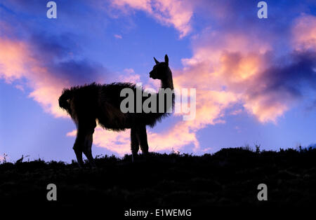 Adulto guanaco (Lama guanicoe), Parco Nazionale Torres del Paine, Patagonia, il Cile del sud, Sud America Foto Stock