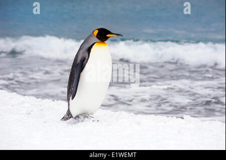 Pinguino reale (Aptenodytes patagonicus) oziare sulla spiaggia, isola della Georgia del Sud Antartide Foto Stock