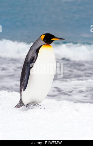 Pinguino reale (Aptenodytes patagonicus) oziare sulla spiaggia, isola della Georgia del Sud Antartide Foto Stock