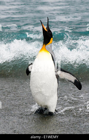 Pinguino reale (Aptenodytes patagonicus) di ritorno dal foraggio al mare, l'isola della Georgia del Sud Antartide Foto Stock