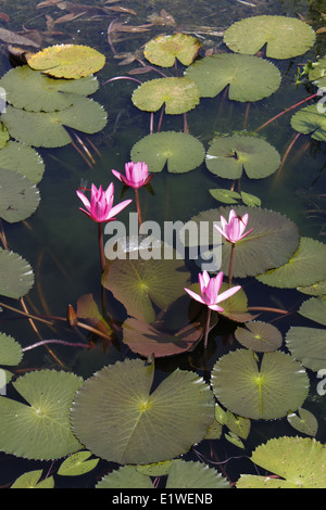 Ingresso della Khao Phra Thaeo National Park, Phuket, Tailandia Foto Stock