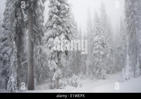 Neve brina nebbia nella foresta subalpina Abete Englemann Picea englemannii fir subalpino Abies lasiocarpa grande montagna bianca Foto Stock