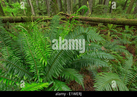 La lussureggiante vegetazione della Cattedrale Grove in MacMillan Parco provinciale sull'Isola di Vancouver, British Columbia. Foto Stock