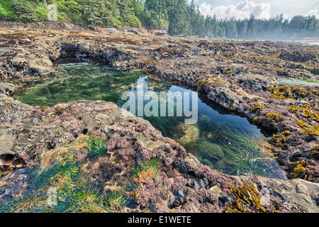 Pool di marea a spiaggia botanico Parco Provinciale, British Columbia. Foto Stock