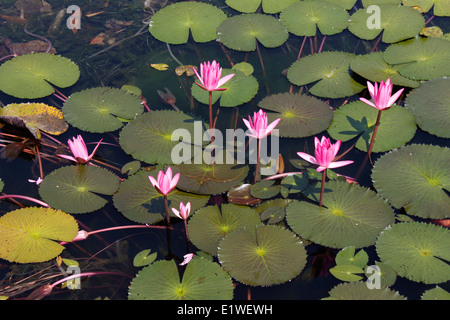 Ingresso della Khao Phra Thaeo National Park, Phuket, Tailandia Foto Stock