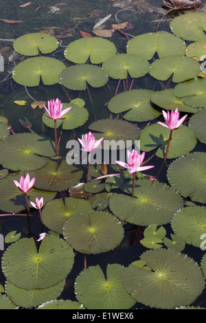 Ingresso della Khao Phra Thaeo National Park, Phuket, Tailandia Foto Stock
