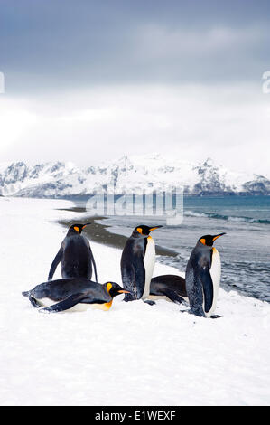 Re pinguini (Aptenodytes patagonicus) oziare sulla spiaggia, isola della Georgia del Sud Antartide Foto Stock