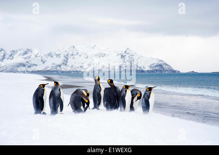 Re pinguini (Aptenodytes patagonicus) oziare sulla spiaggia, isola della Georgia del Sud Antartide Foto Stock