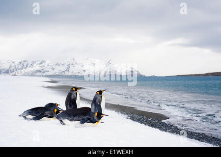 Re pinguini (Aptenodytes patagonicus) oziare sulla spiaggia, isola della Georgia del Sud Antartide Foto Stock