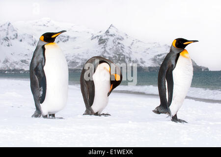 Re pinguini (Aptenodytes patagonicus) oziare sulla spiaggia, isola della Georgia del Sud Antartide Foto Stock