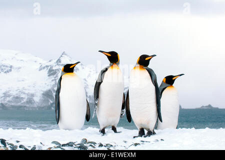 Re pinguini (Aptenodytes patagonicus) oziare sulla spiaggia, isola della Georgia del Sud Antartide Foto Stock