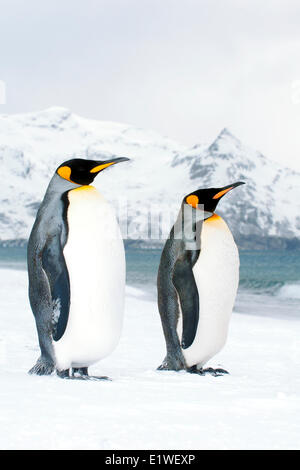 Re pinguini (Aptenodytes patagonicus) oziare sulla spiaggia, isola della Georgia del Sud Antartide Foto Stock