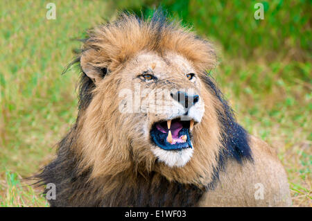 Ululano maschio di leone africano (Panthera leo), il Masai Mara Game Reserve, Kenya, Africa orientale Foto Stock