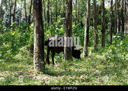 Buffalo mangiare in un prato, Phuket, Thailandia, in Asia. Foto Stock