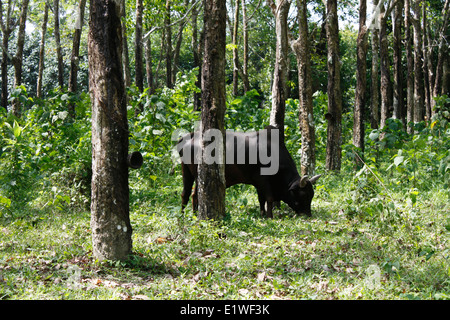 Buffalo mangiare in un prato, Phuket, Thailandia, in Asia. Foto Stock