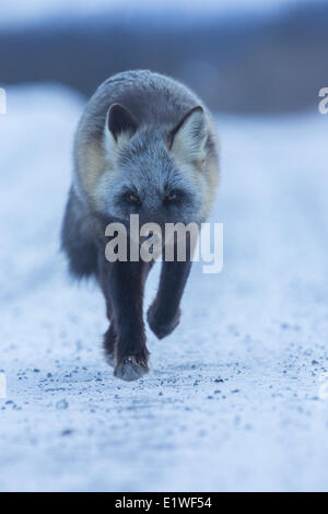 Fox che corre lungo la Dempster Highway, Yukon. Foto Stock