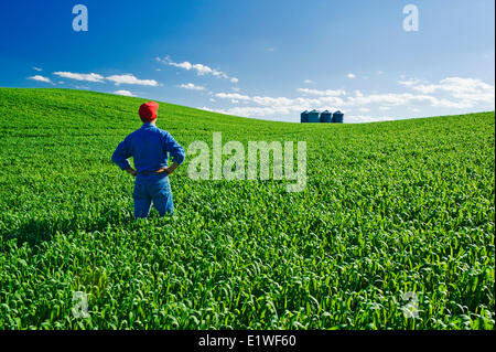 Un uomo si affaccia su una metà- crescita campo di grano vicino a Holland, Manitoba, Canada Foto Stock