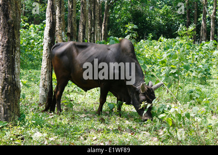 Buffalo mangiare in un prato, Phuket, Thailandia, in Asia. Foto Stock