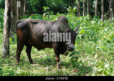 Buffalo mangiare in un prato, Phuket, Thailandia, in Asia. Foto Stock