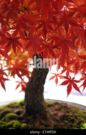 Acero Rosso in mostra bonsai in Nikko Foto stock - Alamy