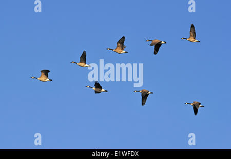 Stormo di oche del Canada Volare in formazione V Foto Stock