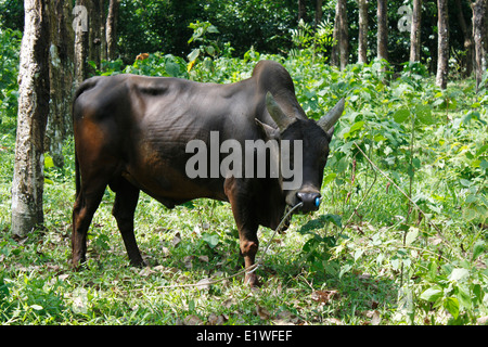 Buffalo mangiare in un prato, Phuket, Thailandia, in Asia. Foto Stock