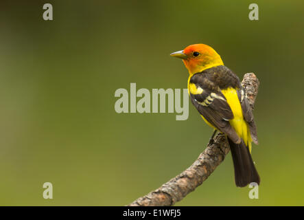 Western Tanager (Piranga ludoviciana) vicino Merritt, British Columbia Foto Stock