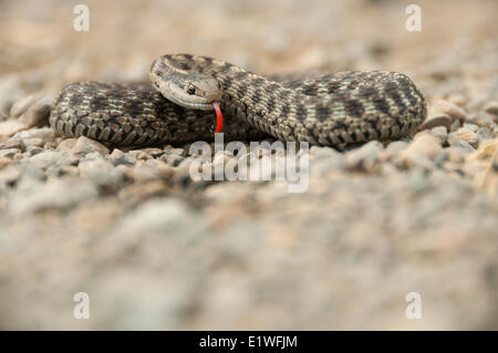 Un Western Terrestrial Garter Snake (Thamnophis elegans) nella regione di Chilcotin della Columbia Britannica Foto Stock