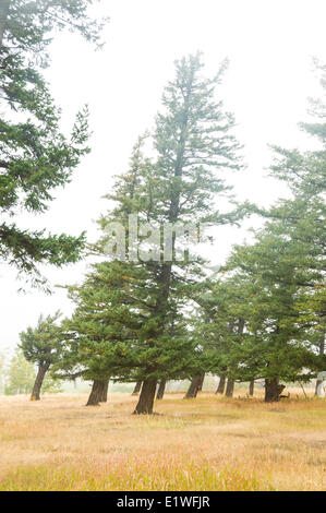 Douglas Fir trees (Pseudotsuga menziesii) sono inclinati a causa di venti persistenti in Tatlayoko Valley, British Columbia Foto Stock