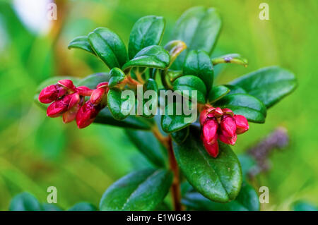 Millefiori Partridgeberry (Vaccinium vitis-idaea), Foto Stock