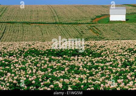 Campo di patate in fiore, New Haven, Prince Edward Island, Canada Foto Stock